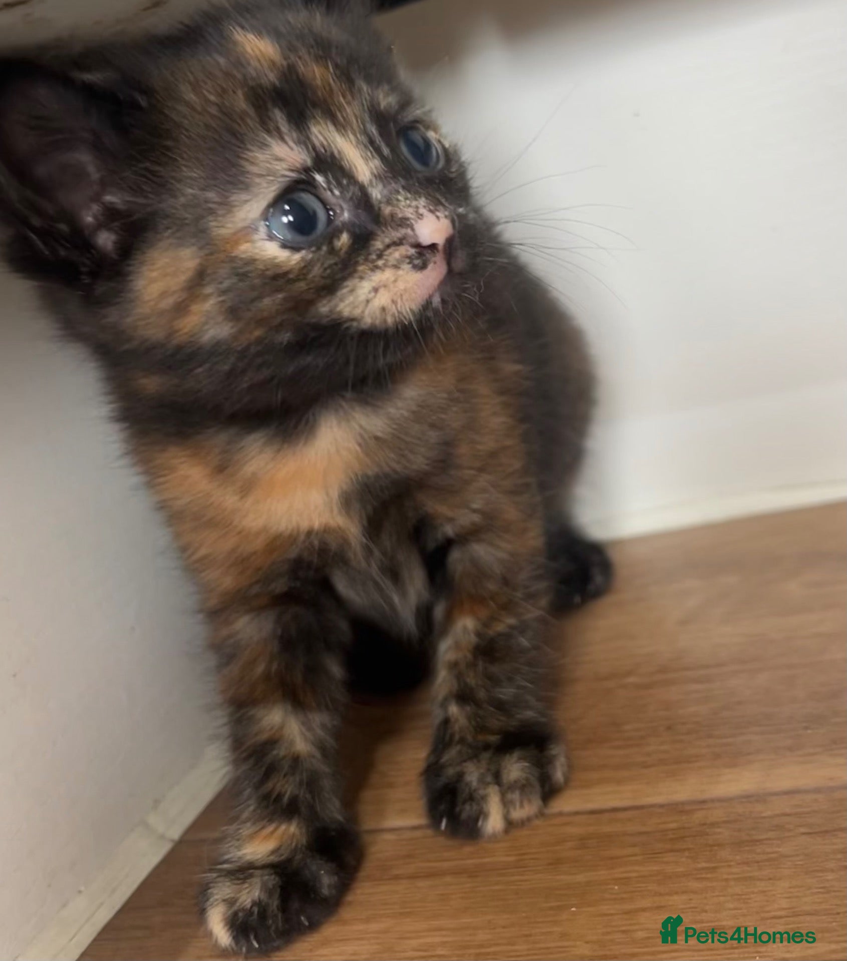 Mixed Breed cats Only 1 left  ( little bear) 🖤🧡 - Advert 3