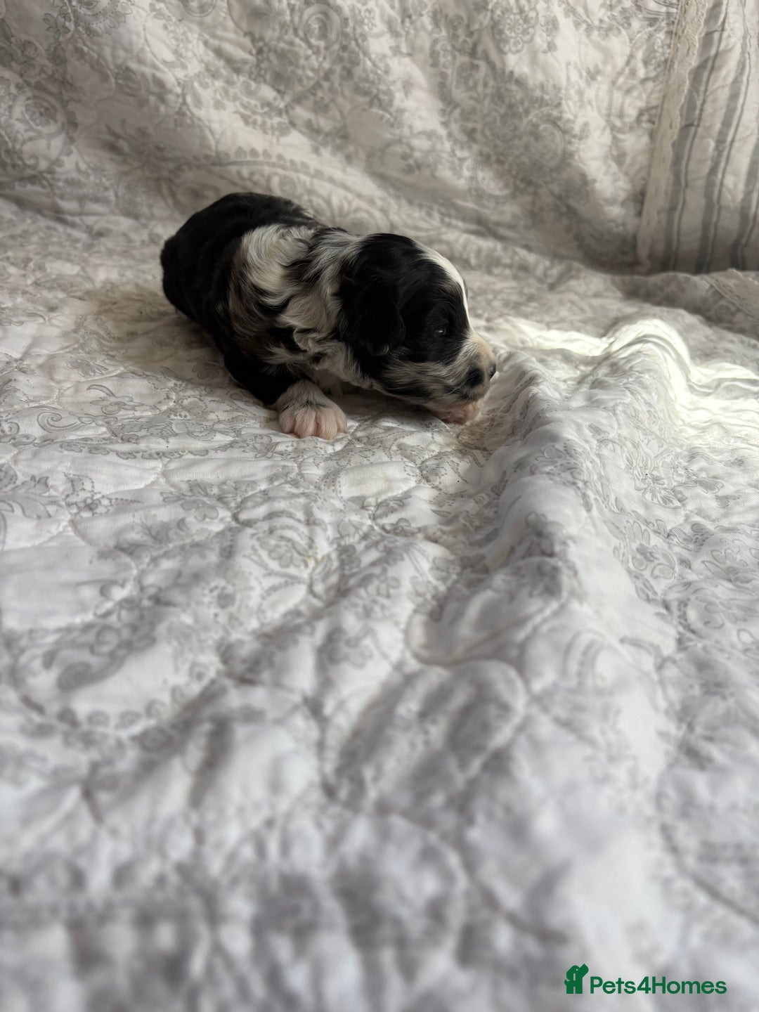 Maltipoo dogs for sale: 🤩 4 stunning male F1 Maltipoo 🤩 - Image 11