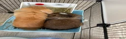 Mini Lion Lop rabbits for sale: 2 x Female Mini Lion Lop’s in Barry - Advert 3
