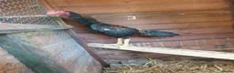 Chickens poultry for sale: Shamo , Brazilian,  aseel  - Advert 6