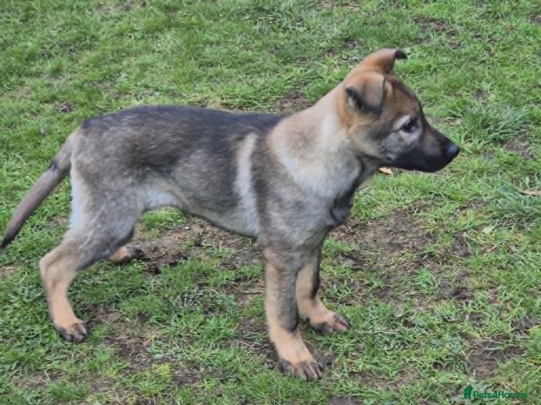 German Shepherd dogs for sale: 14-Week-Old German Shepherd Bitch Puppy  - Advert 2