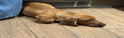 Dachshund dogs for sale: Standard dachshund puppies in Crawley - Advert 9