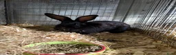 Continental Giant rabbits for sale: Continental giant (breeding doe)   - Advert 2