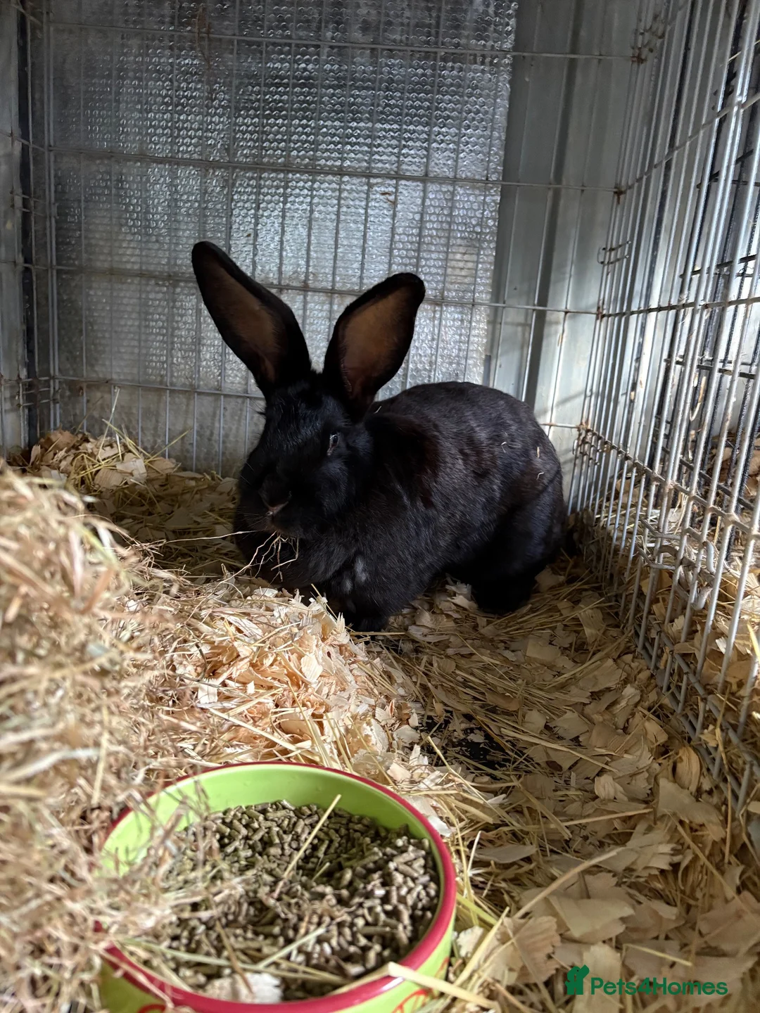 Continental Giant rabbits for sale: Continental giant (breeding doe)   - Advert 2