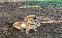 Mixed Breed dogs for sale: Stunning Work Labrador Mix  - Image 7