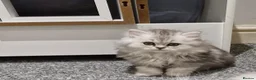 Persian cats for sale: 4 Persian Kittens Doll Face  - Advert 4