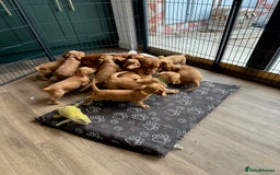 Cocker Spaniel dogs for sale: Extensively Health Tested KC Cocker Spaniels  - Image 15