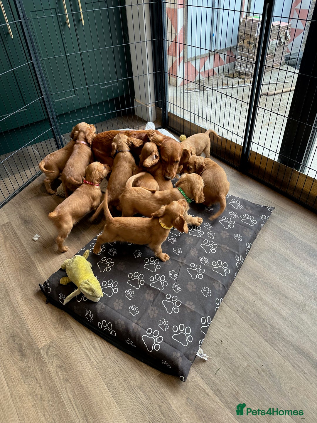 Cocker Spaniel dogs for sale: Extensively Health Tested KC Cocker Spaniels  - Image 15