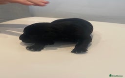 Miniature Schnauzer dogs for sale: Miniature schnauzer puppies kc reg  - Image 2