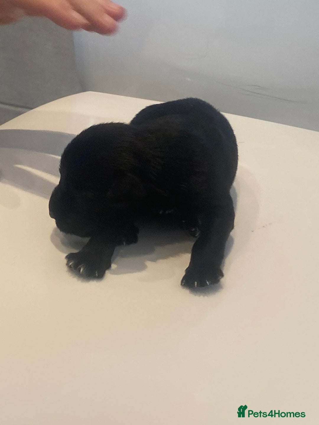 Miniature Schnauzer dogs for sale: Miniature schnauzer puppies kc reg  - Image 2