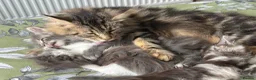 Maine Coon cats for sale: Gorgeous kittens ready soon - Advert 11