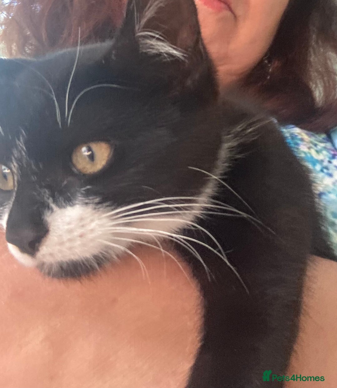 Mixed Breed cats for sale: Calico tabby cross  - Image 2