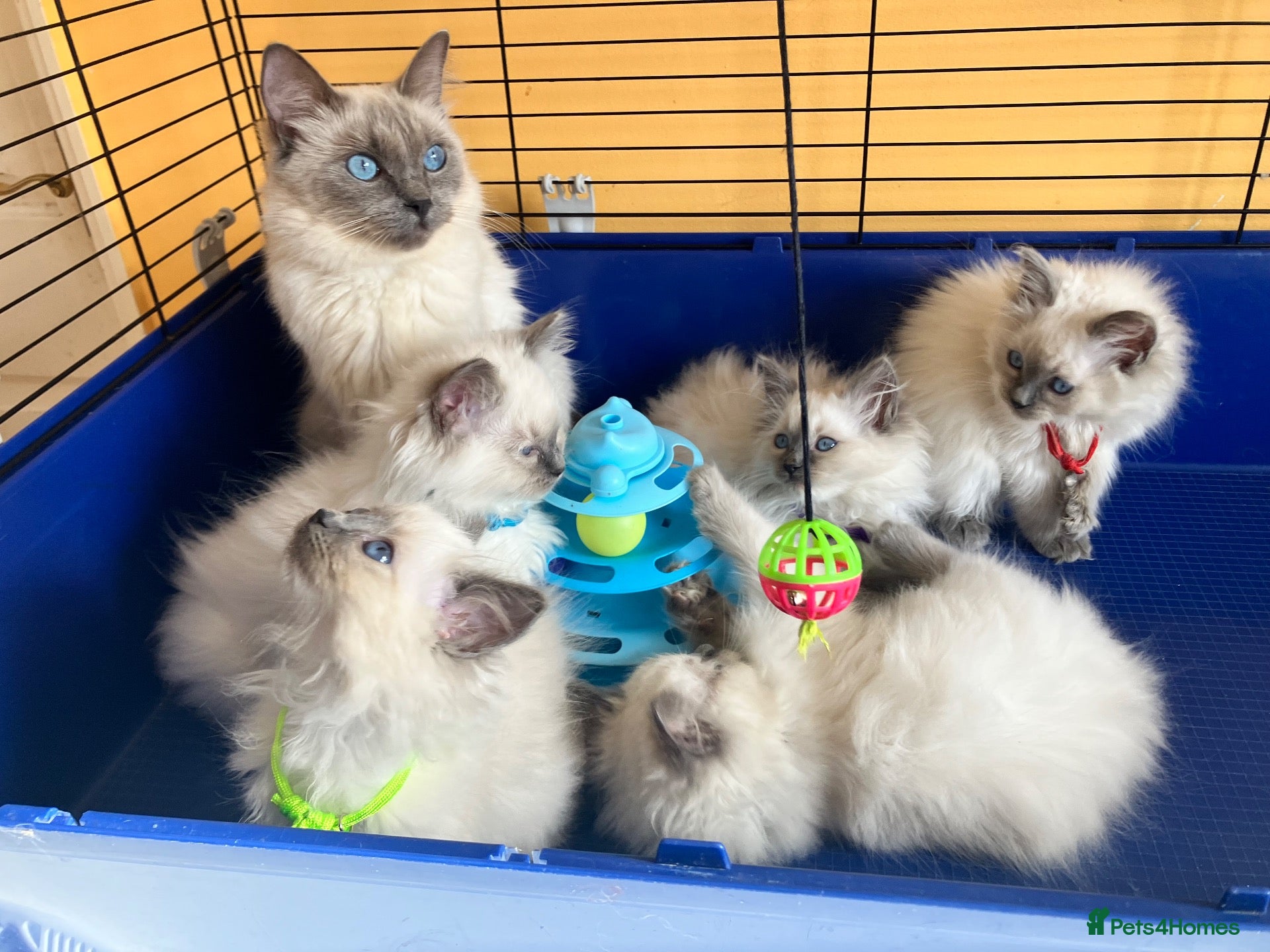 Ragdoll cats for sale: GCCF Ragdoll 🏆Champion Bloodline🌟5-Gen Pedigrees - Advert 2
