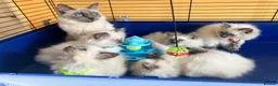 Ragdoll cats for sale: GCCF Ragdoll 🏆Champion Bloodline🌟5-Gen Pedigrees - Advert 6