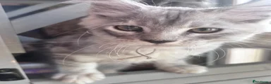 Maine Coon 2