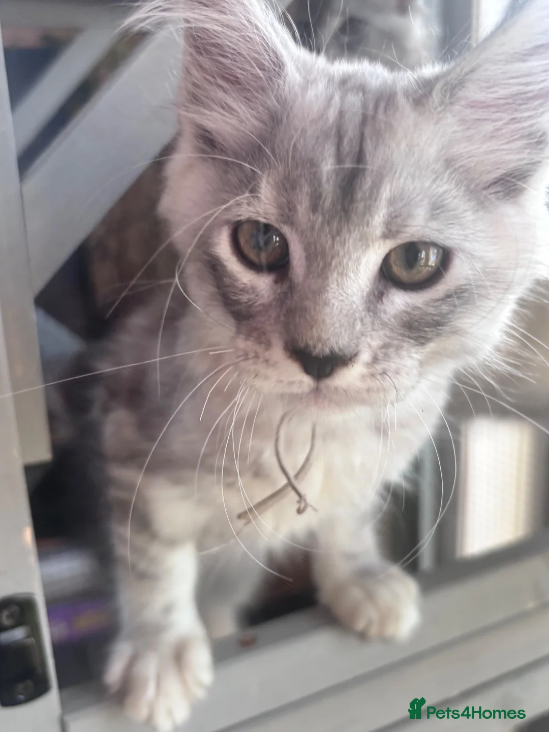 Maine Coon cats for sale: One beautiful boy remaining - Advert 2