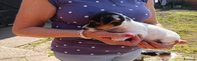 Jack Russell Puppy 1