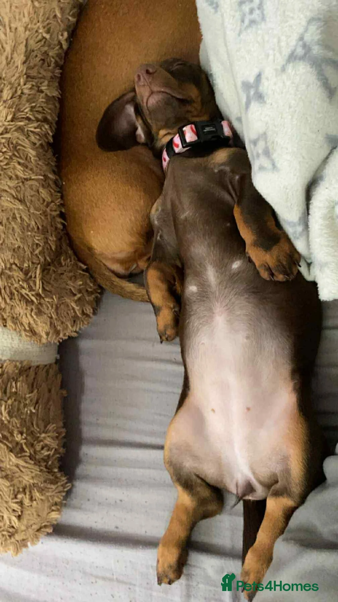 Miniature Dachshund dogs for sale: Miniature dachshund, Female.  2 years old - Advert 7