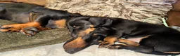 Dachshund dogs for sale:  LAST GIRL LEFT (DACHSHUND ) ready to go NOW  - Advert 9