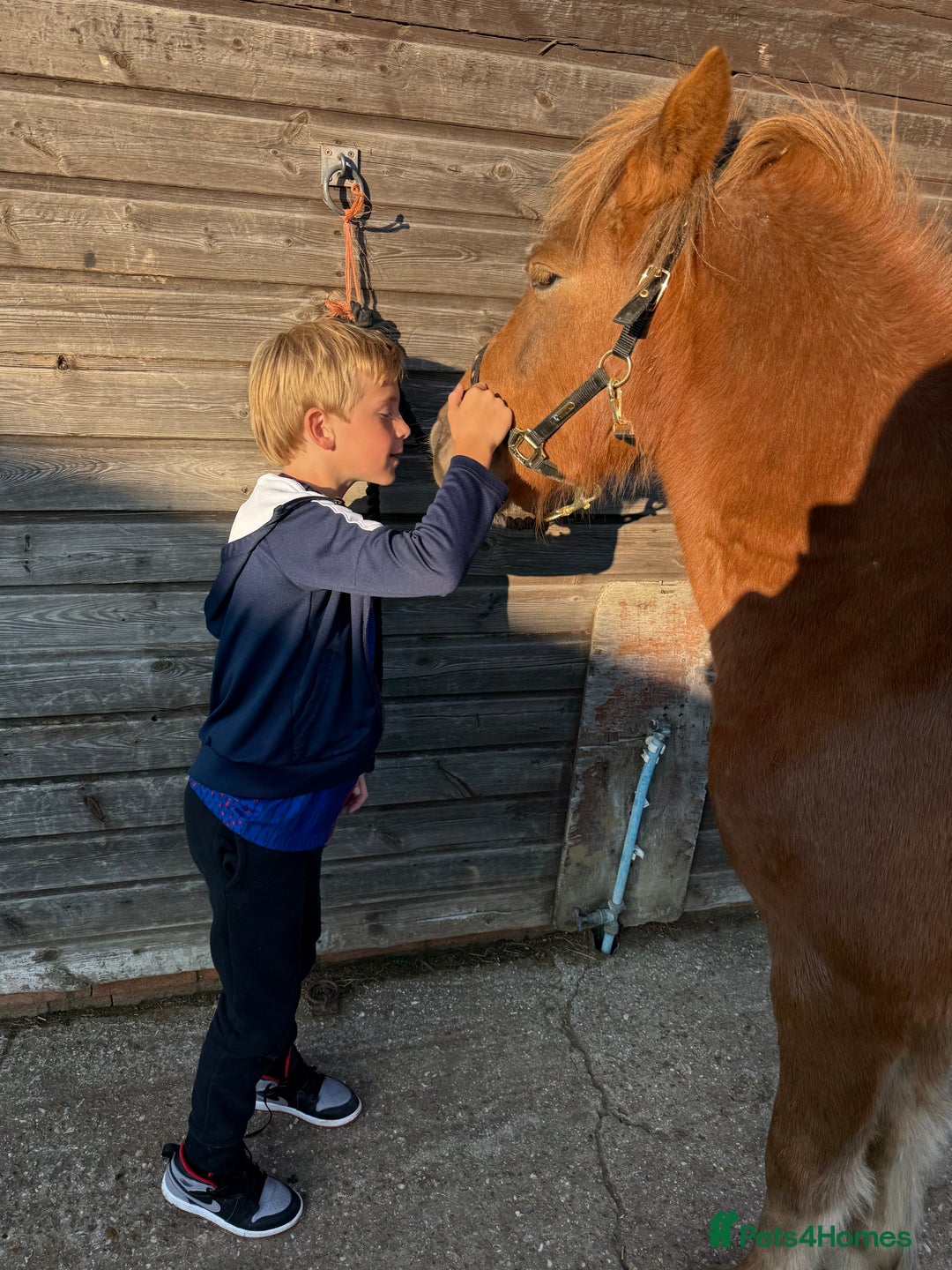 Dartmoor horses for sale: Gorgeous super friendly Dartmoor Pony - Advert 8