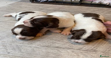 English Springer Spaniel dogs - Advert 20