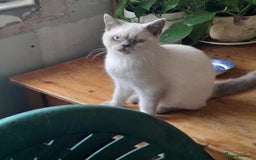 British Shorthair cats for sale: BSH Kitten - Male 5 Mth Old - Lilac Colourpoint - Image 9