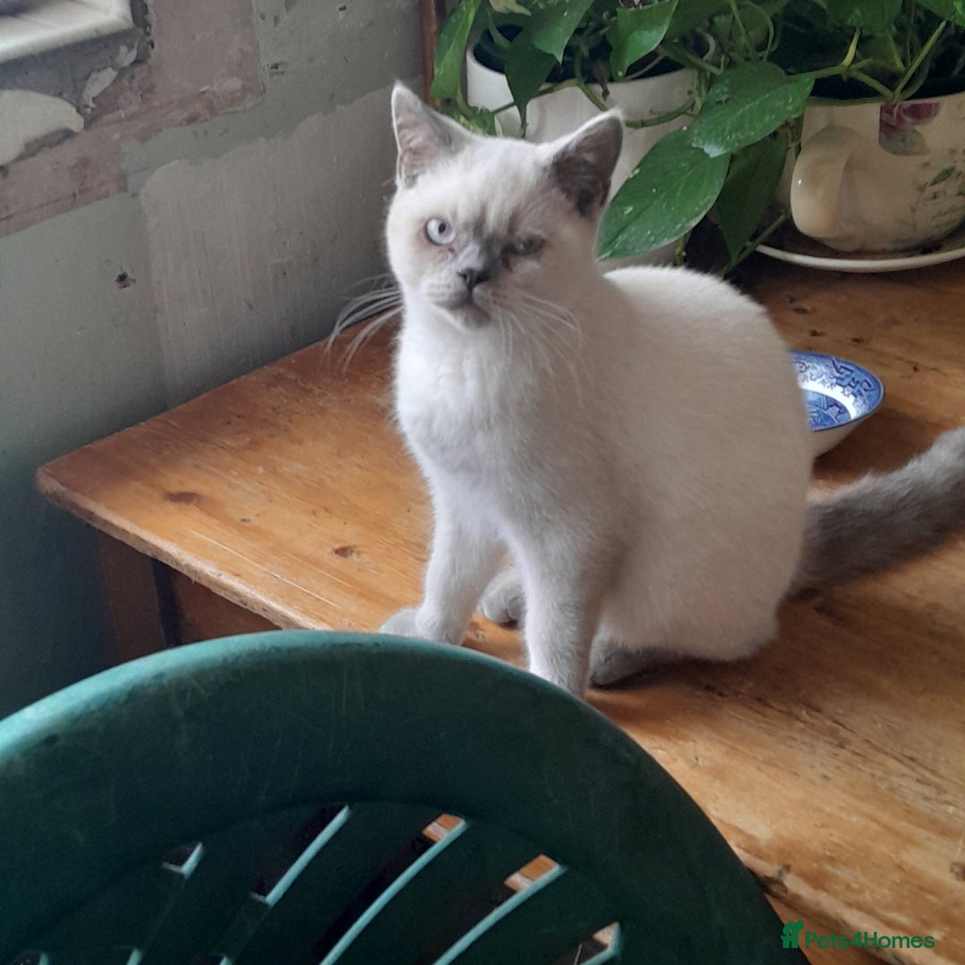 British Shorthair cats for sale: BSH Kitten - Male 5 Mth Old - Lilac Colourpoint - Image 9