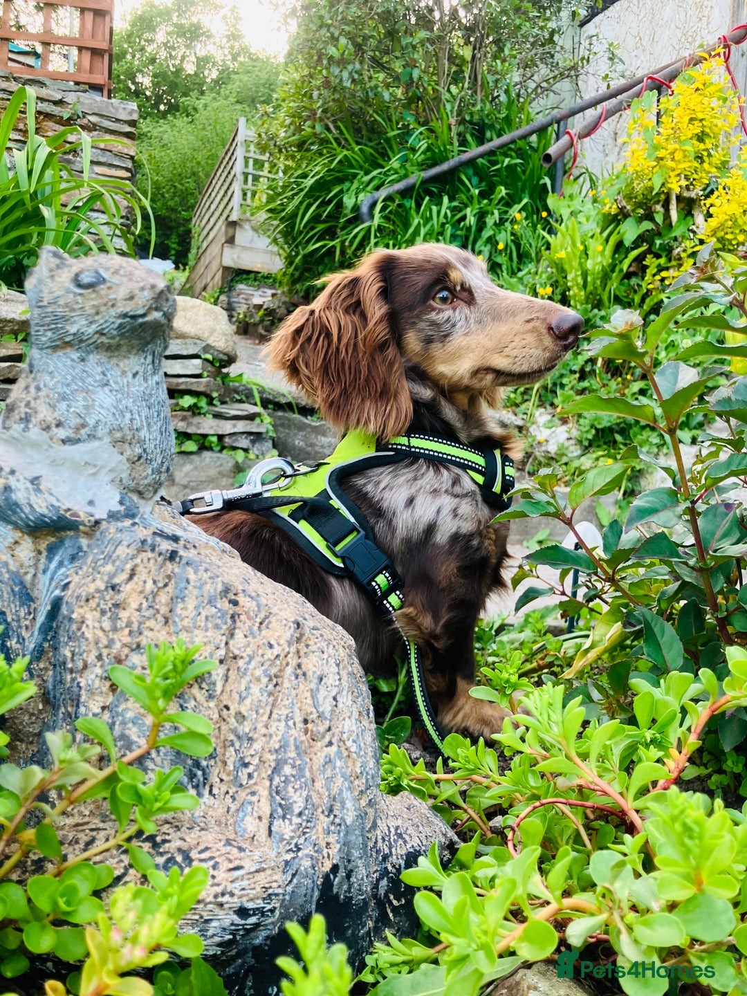 Miniature Dachshund dogs for stud: KC Reg Long Haired Choc Dapple Miniature Dachshund in Gunnislake - Advert 18