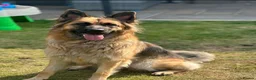 German Shepherd dogs for sale: 3 German Shepherd Puppies  in Doncaster - Advert 1