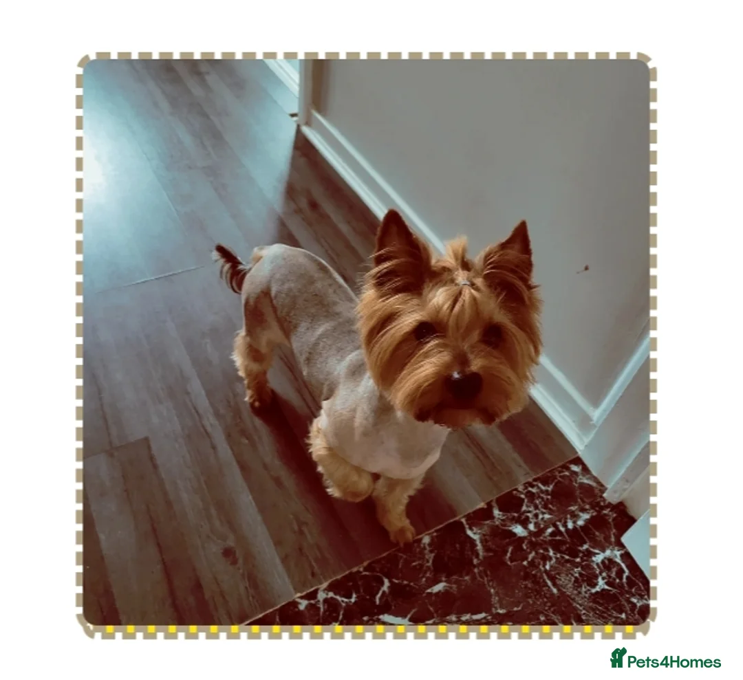 Yorkshire Terrier dogs for stud: Yorkshire Terrier for stud CHICO - Advert 7
