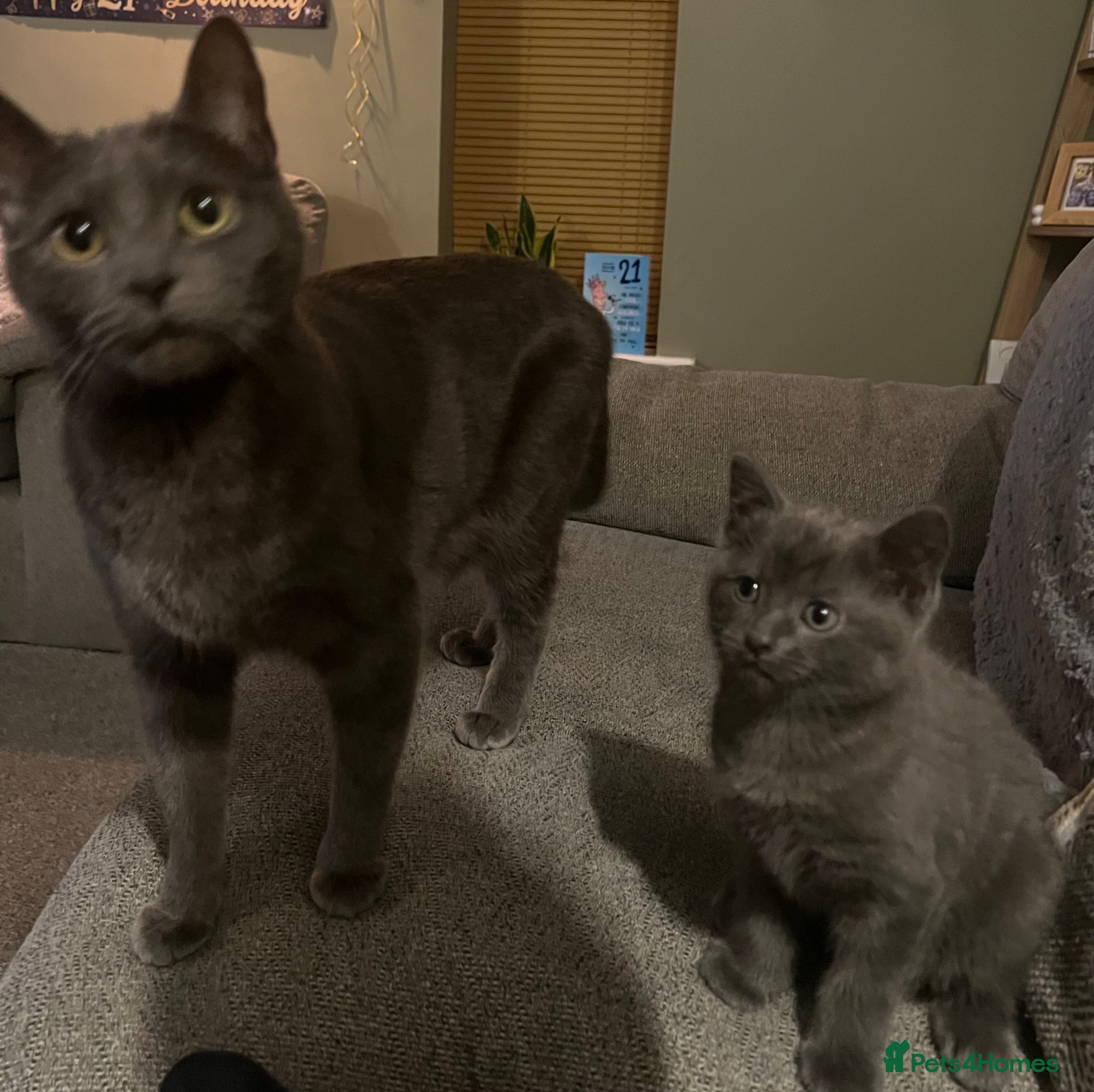 Russian Blue cats Russian Blue mother and her kitten - Advert 1