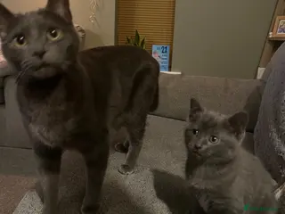 Russian Blue cats Russian Blue mother and her kitten - Advert 1