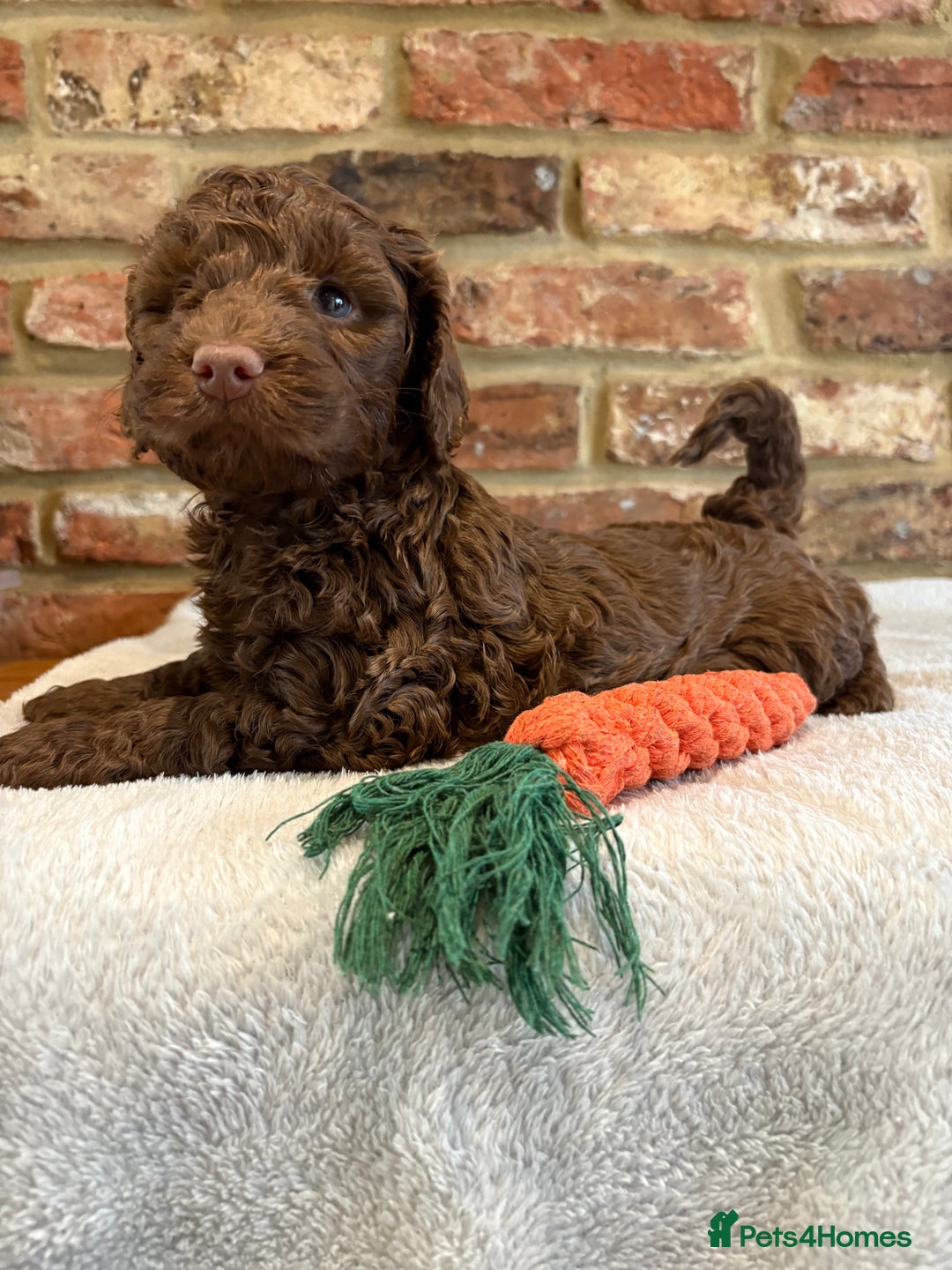 Cockapoo dogs for sale: F1b cockapoo puppies - Advert 20
