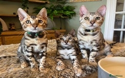 Bengal cats for sale: Beautiful Bengal Kittens Ready for Forever Homes - Image 1