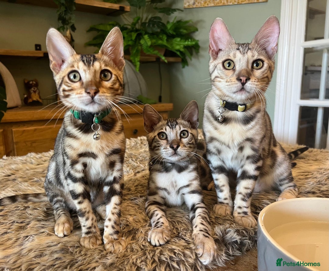 Bengal cats for sale: Beautiful Bengal Kittens Ready for Forever Homes - Image 1