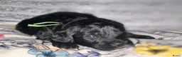 Bordoodle dogs for sale: F1b Miniature Bordoodle  - Advert 30