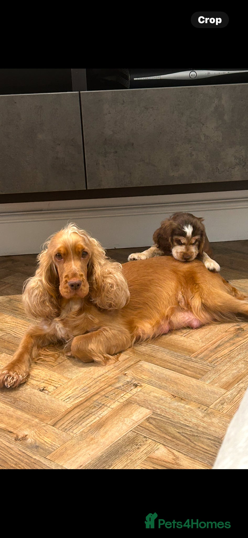 Cocker Spaniel dogs ⭐ ⭐ AMAZING KC SHOW COCKER SPANIELS - Advert 1