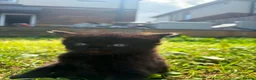 Mixed Breed cats for sale: Three baby girl kittens unexpected  in Durham - Advert 9