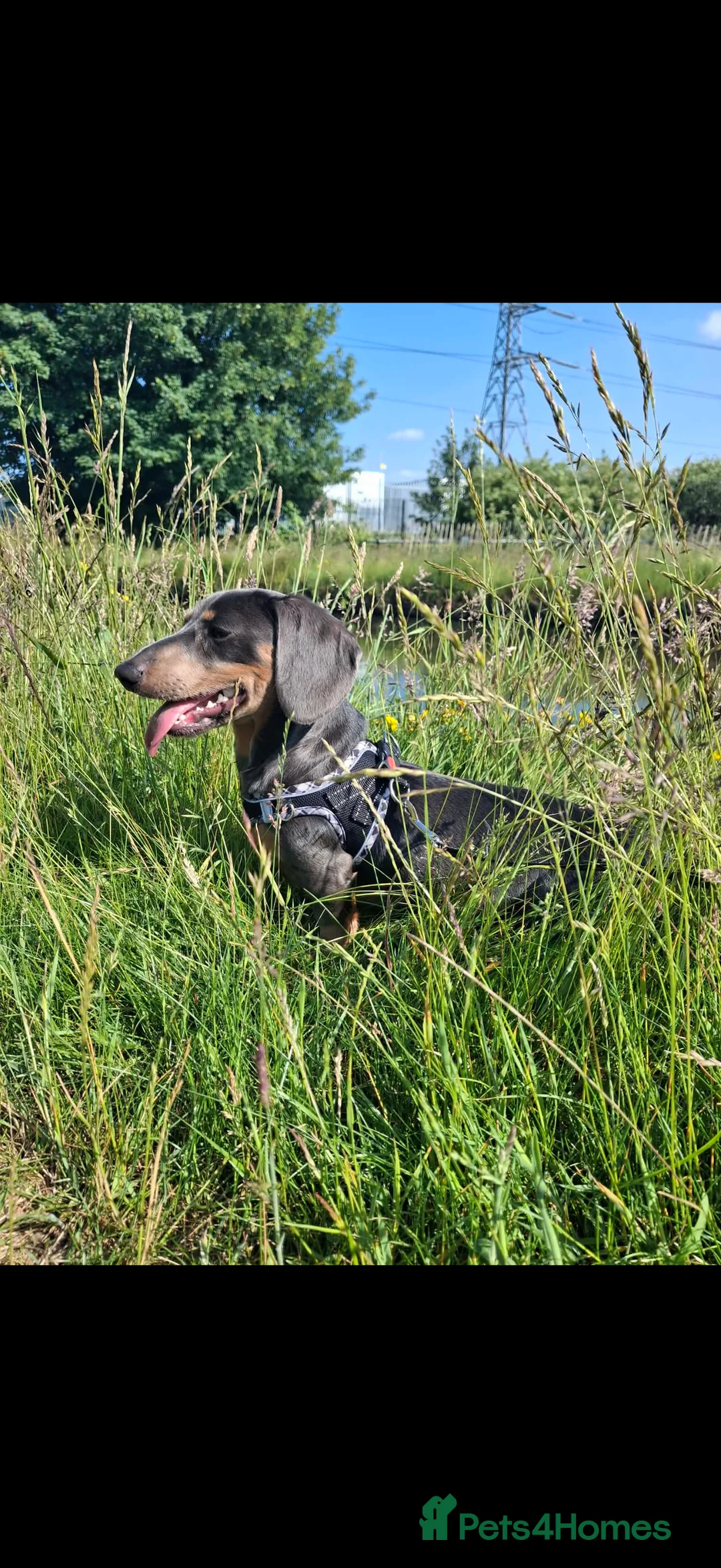 Miniature Dachshund dogs for stud: Beautiful boy for stud - Advert 2