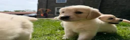 Golden Retriever dogs for sale: FULLY VACCINATED KC REG GOLDEN RETRIEVERS - Advert 7