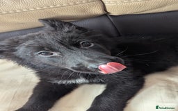Mixed Breed dogs for sale: 2 German Shepherd x Belgian shepherd puppies in St. Neots - Image 2