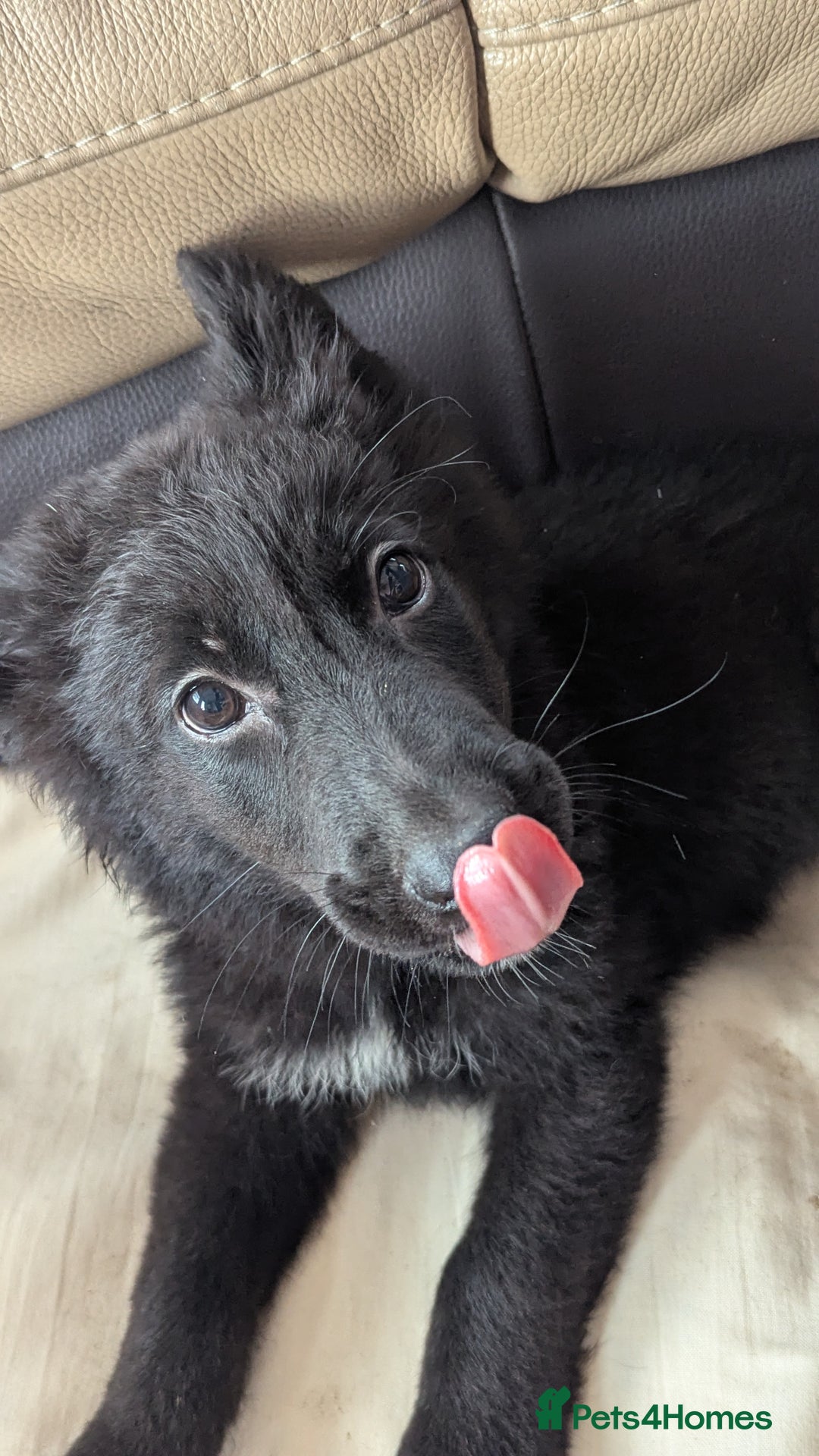 Mixed Breed dogs for sale: 2 German Shepherd x Belgian shepherd puppies in St. Neots - Image 2