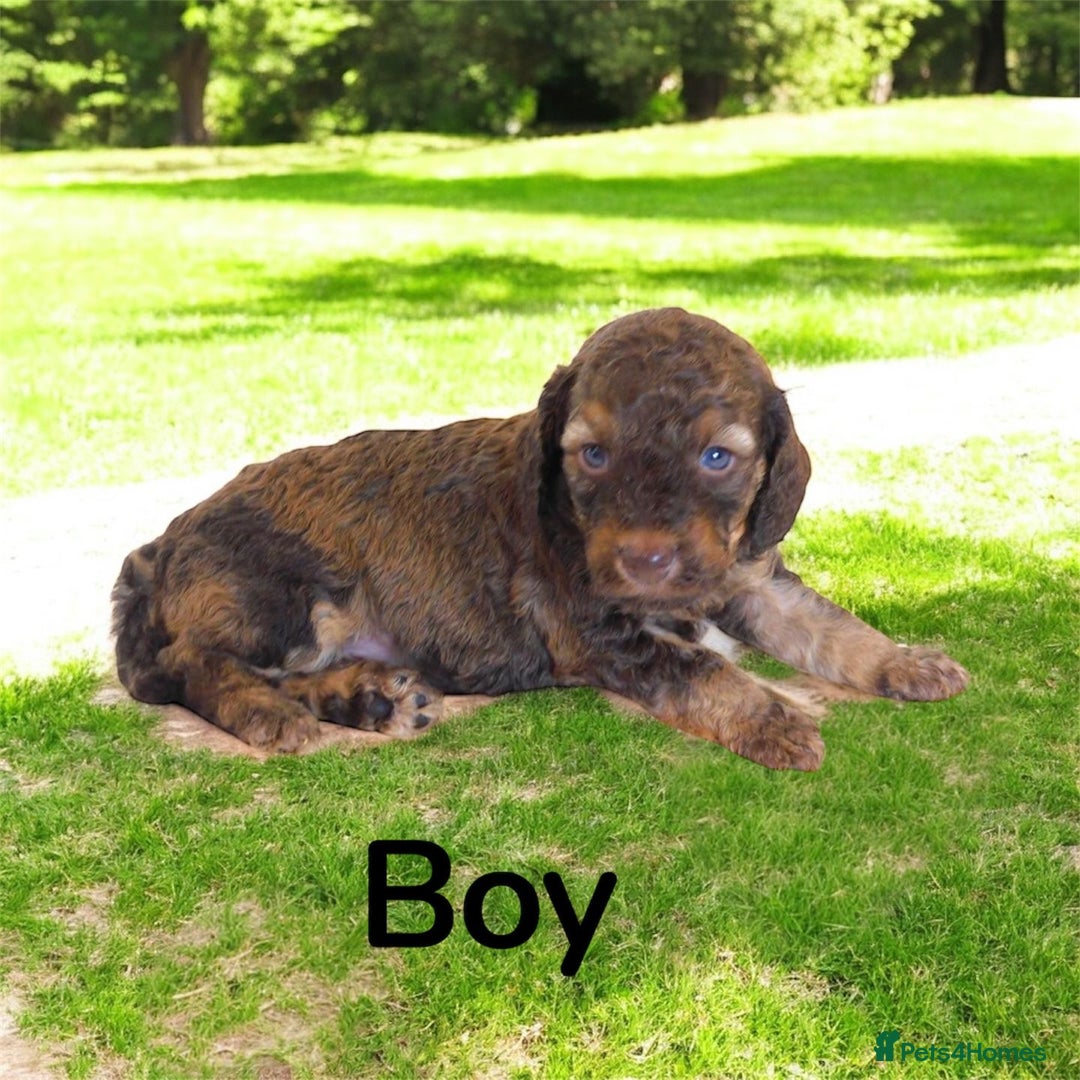 Cockapoo dogs for sale: DNA TESTED, Merle cockapoos, ready 26th November  - Image 3