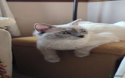Ragdoll cats for sale: 🧁Sweet ragdolls - Image 27