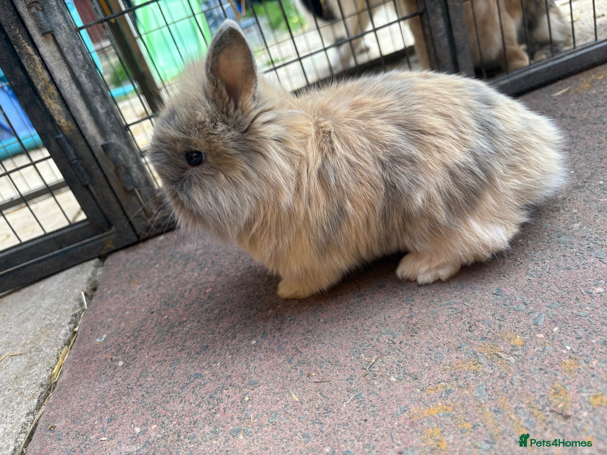 Mixed Breed rabbits Lion head cross rabbit - Advert 1