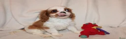 Cavalier King Charles Spaniel dogs for sale: Gorgeous Cavalier King Charles Spaniel - Advert 21