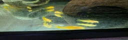 Corys fish for sale: Albino Gold Lazers Corys - Advert 8