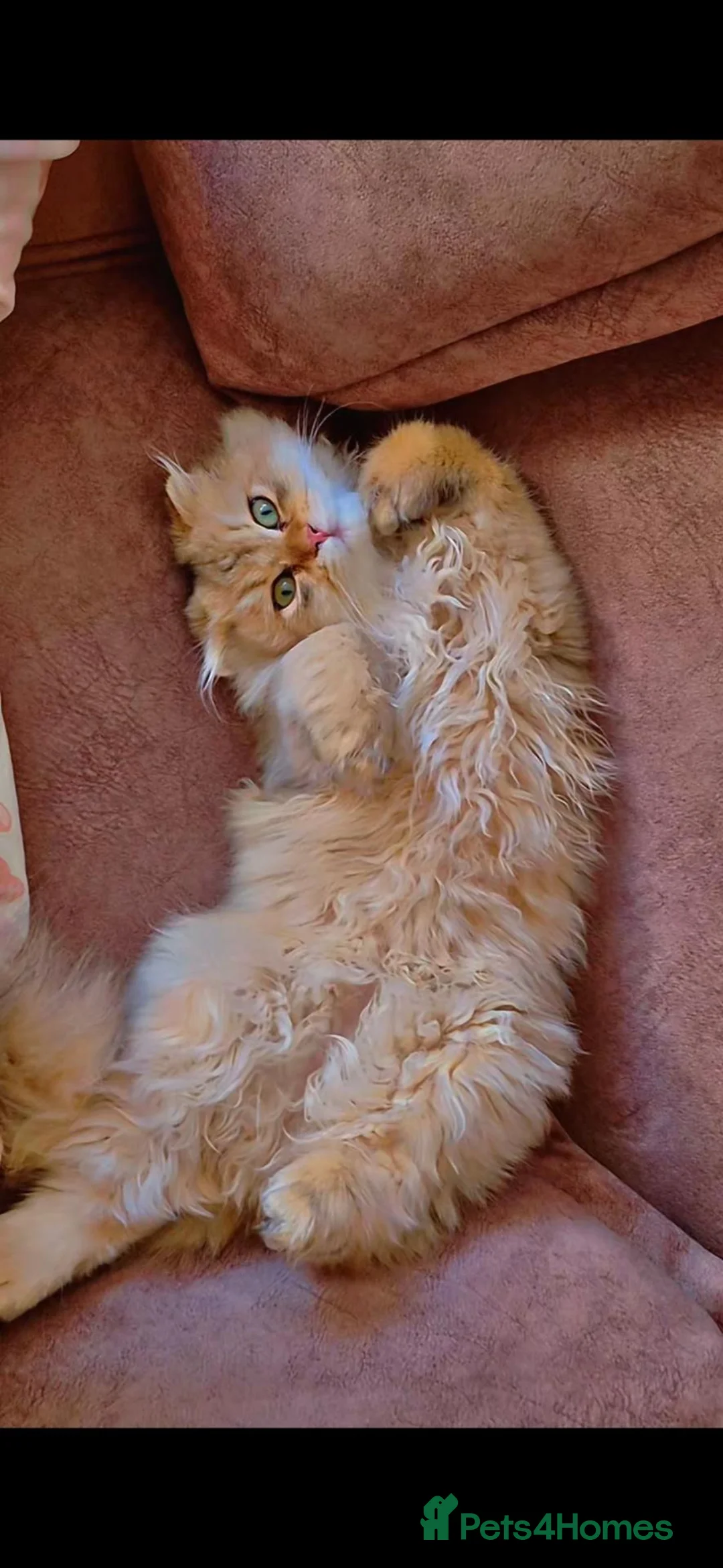 Scottish Fold cats for sale: Stunning scottish fold male kitten - Advert 1