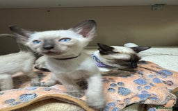 Siamese cats for sale: 6 cute Siamese kittens available  - Image 14