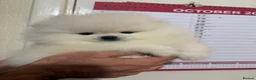 Pomeranian dogs for sale: Beautiful White/Cream Pomeranian Puppies - Advert 4
